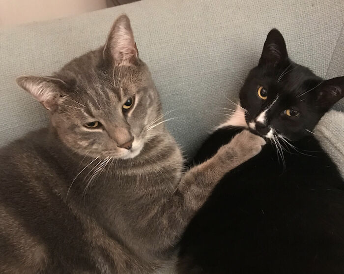 Hey Pandas, Post The Funniest Selfie Of One Of Your Pets Hey Pandas, Post The Funniest Selfie Of One Of Your Pets