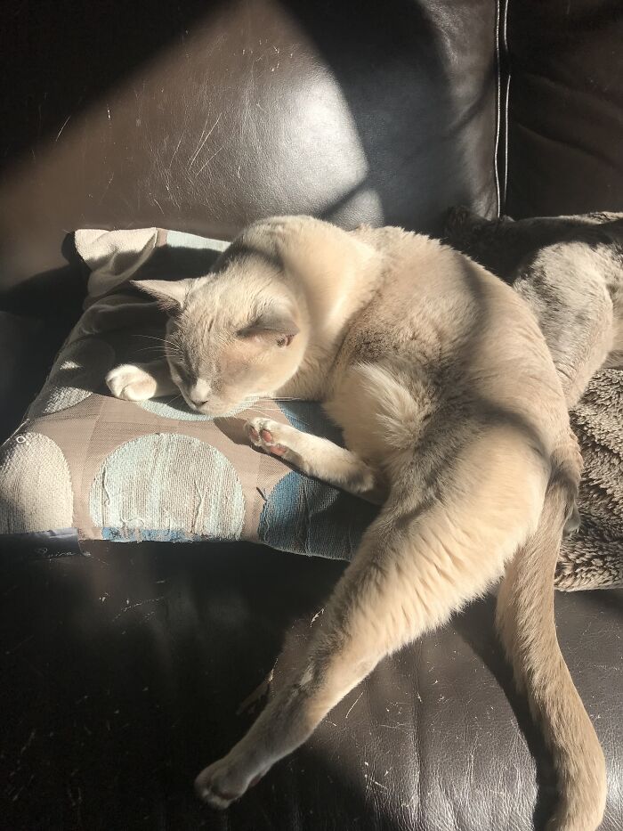 Hey Pandas, Post The Funniest Selfie Of One Of Your Pets Hey Pandas, Post The Funniest Selfie Of One Of Your Pets