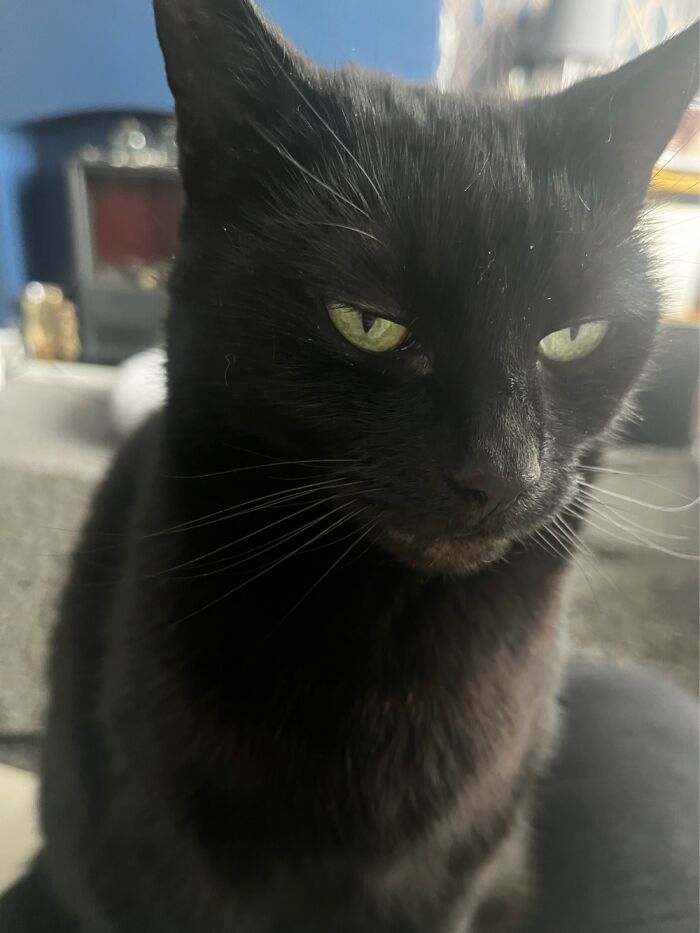 Hey Pandas, Post The Funniest Selfie Of One Of Your Pets Hey Pandas, Post The Funniest Selfie Of One Of Your Pets