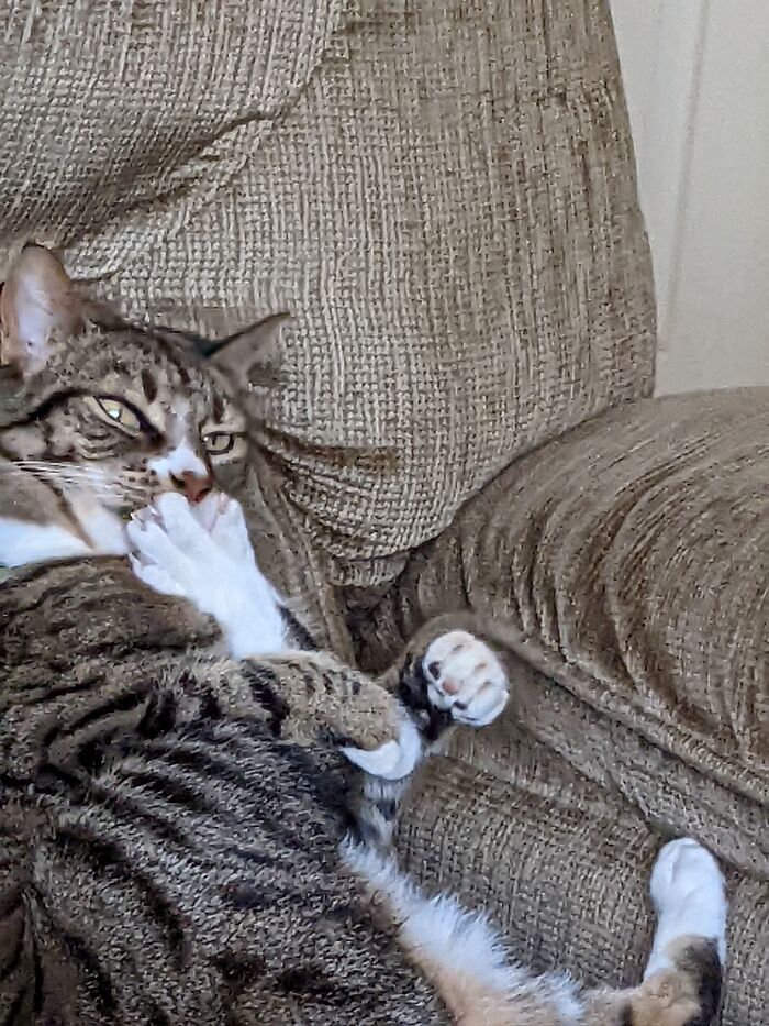 Hey Pandas, Post The Funniest Selfie Of One Of Your Pets Hey Pandas, Post The Funniest Selfie Of One Of Your Pets