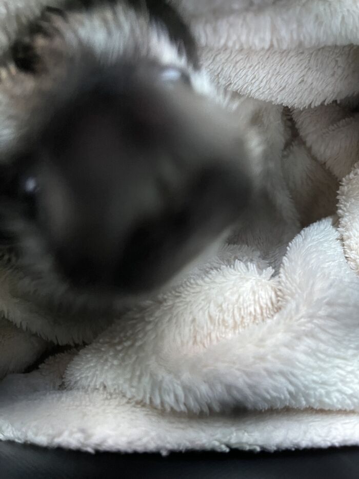 Hey Pandas, Post The Funniest Selfie Of One Of Your Pets Hey Pandas, Post The Funniest Selfie Of One Of Your Pets