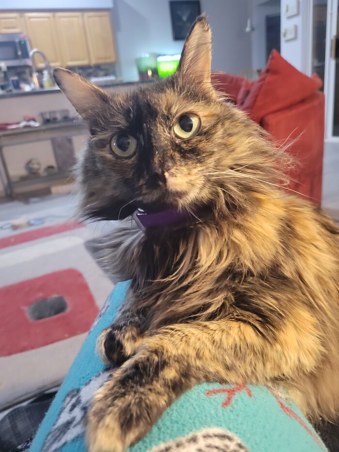 Hey Pandas, Post The Funniest Selfie Of One Of Your Pets Hey Pandas, Post The Funniest Selfie Of One Of Your Pets