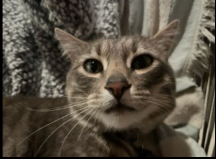 Hey Pandas, Post The Funniest Selfie Of One Of Your Pets Hey Pandas, Post The Funniest Selfie Of One Of Your Pets