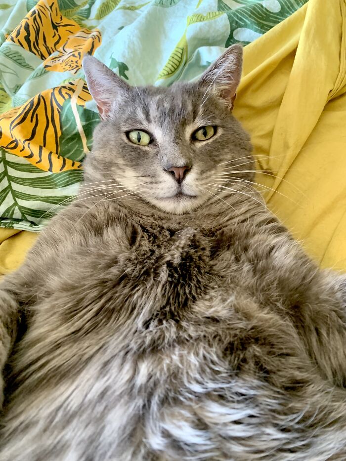 Hey Pandas, Post The Funniest Selfie Of One Of Your Pets Hey Pandas, Post The Funniest Selfie Of One Of Your Pets