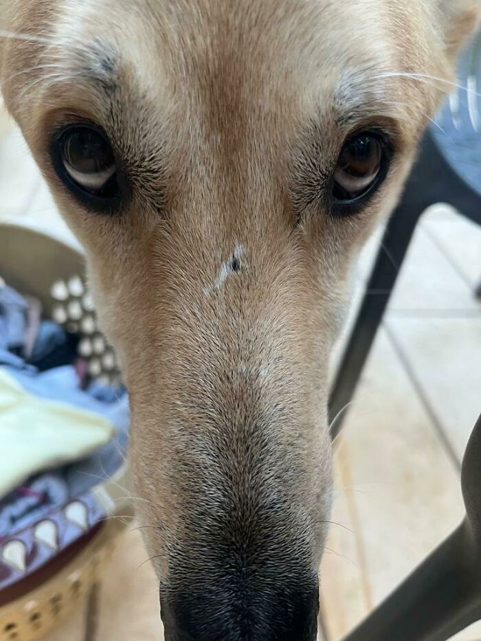 Hey Pandas, Post The Funniest Selfie Of One Of Your Pets Hey Pandas, Post The Funniest Selfie Of One Of Your Pets