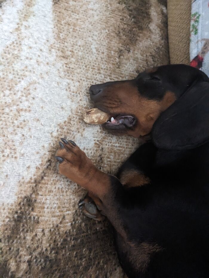 Hey Pandas, Post The Funniest Selfie Of One Of Your Pets Hey Pandas, Post The Funniest Selfie Of One Of Your Pets