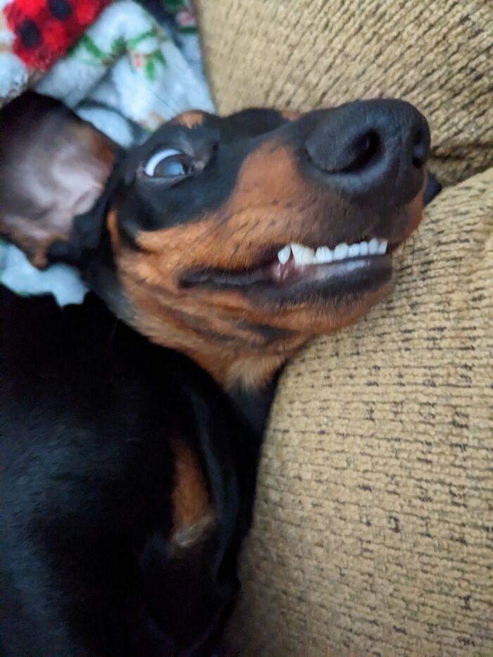 Hey Pandas, Post The Funniest Selfie Of One Of Your Pets Hey Pandas, Post The Funniest Selfie Of One Of Your Pets