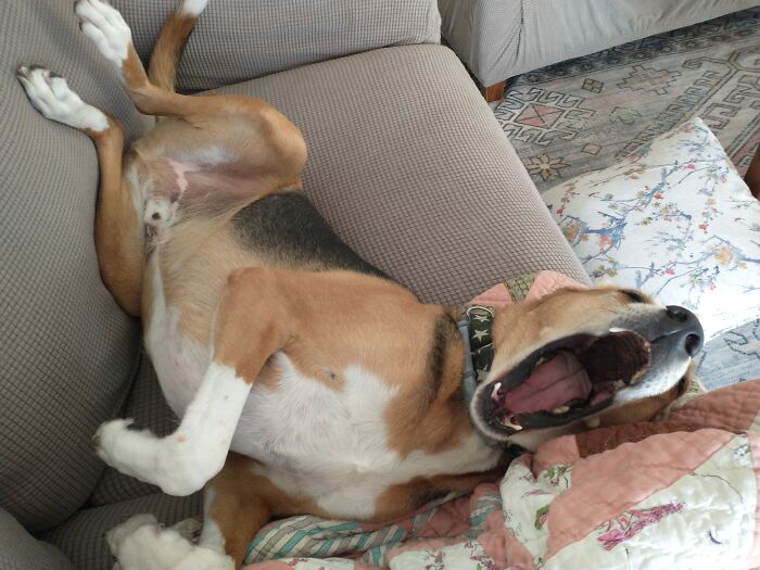 Hey Pandas, Post The Funniest Selfie Of One Of Your Pets Hey Pandas, Post The Funniest Selfie Of One Of Your Pets