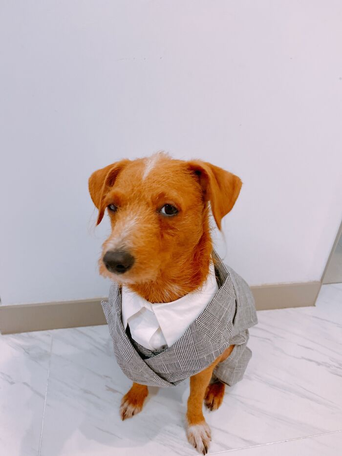 Hey Pandas, Post The Funniest Selfie Of One Of Your Pets Hey Pandas, Post The Funniest Selfie Of One Of Your Pets