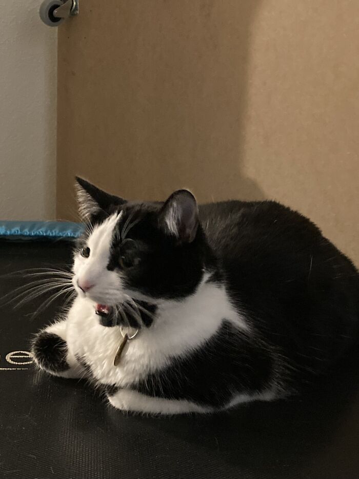 Hey Pandas, Post The Funniest Selfie Of One Of Your Pets Hey Pandas, Post The Funniest Selfie Of One Of Your Pets