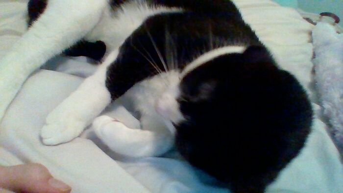 Hey Pandas, Post The Funniest Selfie Of One Of Your Pets Hey Pandas, Post The Funniest Selfie Of One Of Your Pets