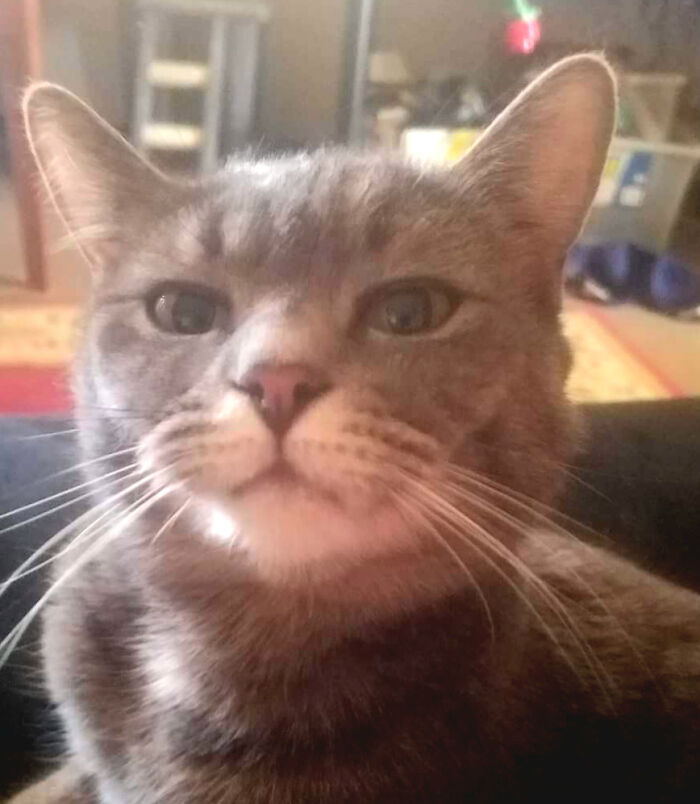 Hey Pandas, Post The Funniest Selfie Of One Of Your Pets Hey Pandas, Post The Funniest Selfie Of One Of Your Pets