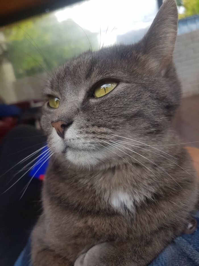 Hey Pandas, Post The Funniest Selfie Of One Of Your Pets Hey Pandas, Post The Funniest Selfie Of One Of Your Pets