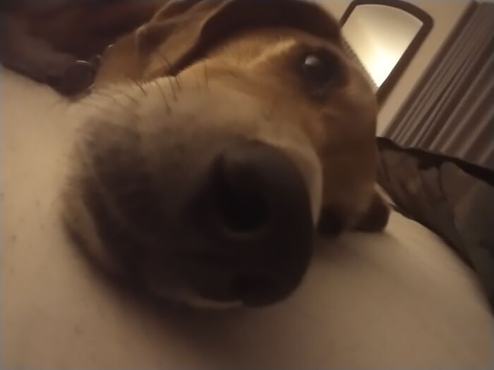 Hey Pandas, Post The Funniest Selfie Of One Of Your Pets Hey Pandas, Post The Funniest Selfie Of One Of Your Pets