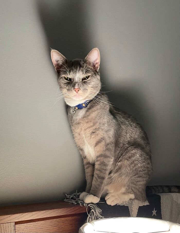 Hey Pandas, Post The Funniest Selfie Of One Of Your Pets Hey Pandas, Post The Funniest Selfie Of One Of Your Pets