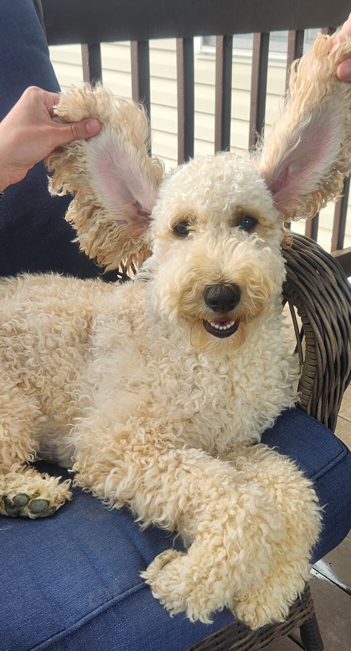 Hey Pandas, Post The Funniest Selfie Of One Of Your Pets Hey Pandas, Post The Funniest Selfie Of One Of Your Pets