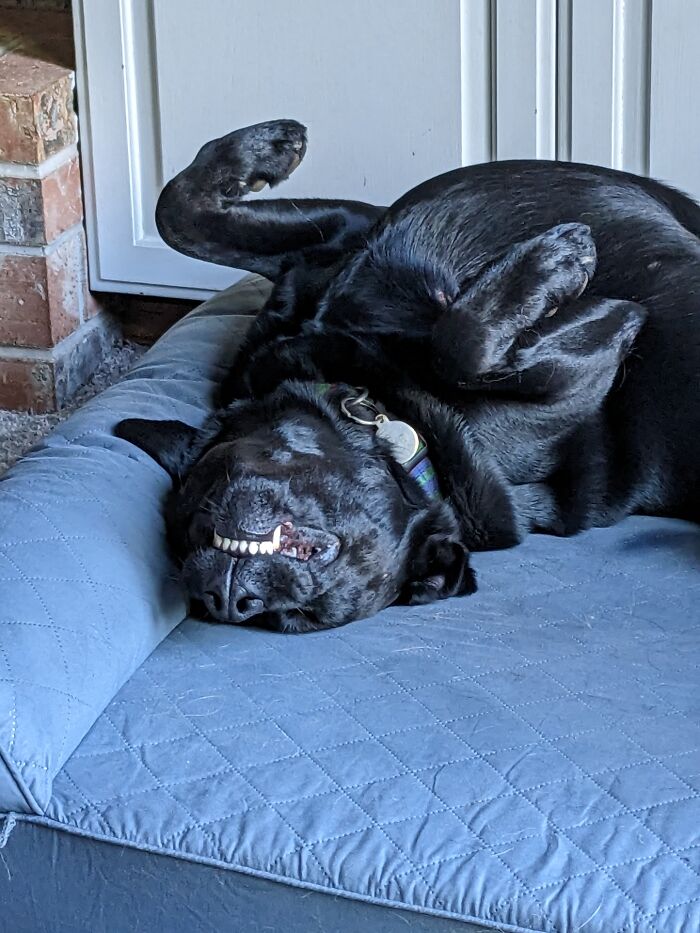 Hey Pandas, Post The Funniest Selfie Of One Of Your Pets Hey Pandas, Post The Funniest Selfie Of One Of Your Pets