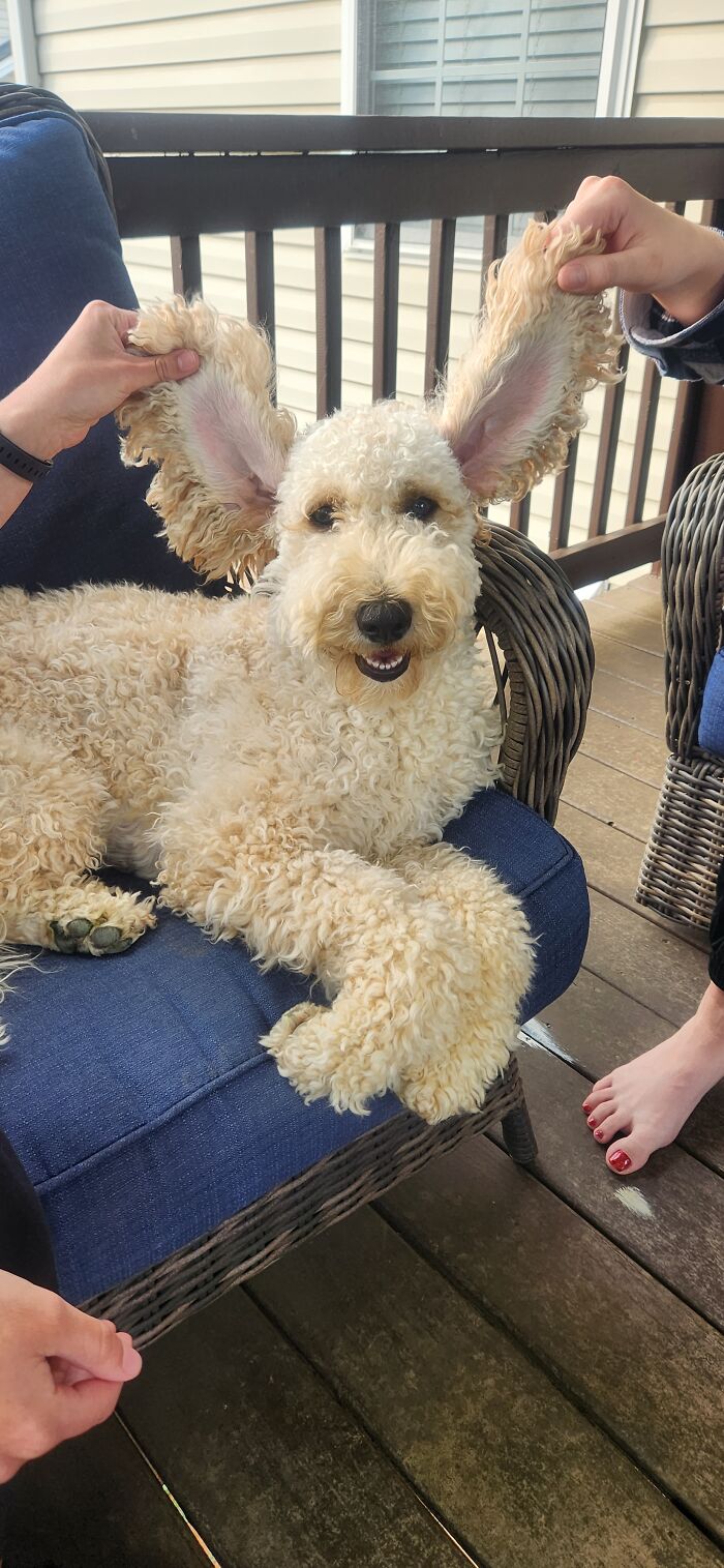 Hey Pandas, Post The Funniest Selfie Of One Of Your Pets Hey Pandas, Post The Funniest Selfie Of One Of Your Pets