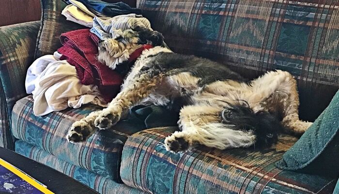 Hey Pandas, Post The Funniest Selfie Of One Of Your Pets Hey Pandas, Post The Funniest Selfie Of One Of Your Pets