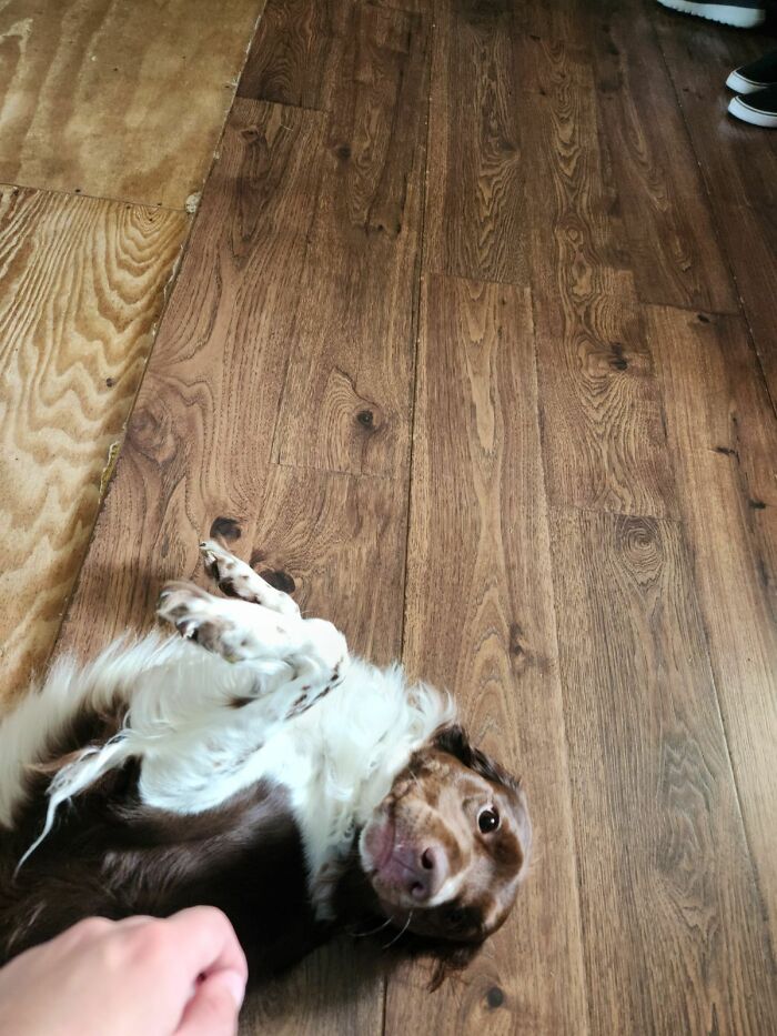 Hey Pandas, Post The Funniest Selfie Of One Of Your Pets Hey Pandas, Post The Funniest Selfie Of One Of Your Pets