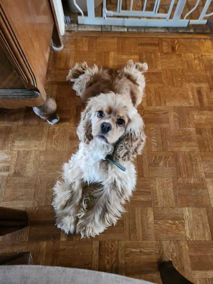 Hey Pandas, Post The Funniest Selfie Of One Of Your Pets Hey Pandas, Post The Funniest Selfie Of One Of Your Pets