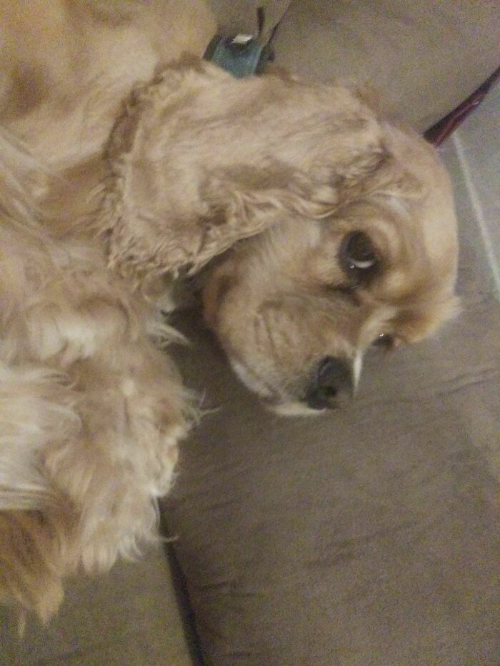 Hey Pandas, Post The Funniest Selfie Of One Of Your Pets Hey Pandas, Post The Funniest Selfie Of One Of Your Pets