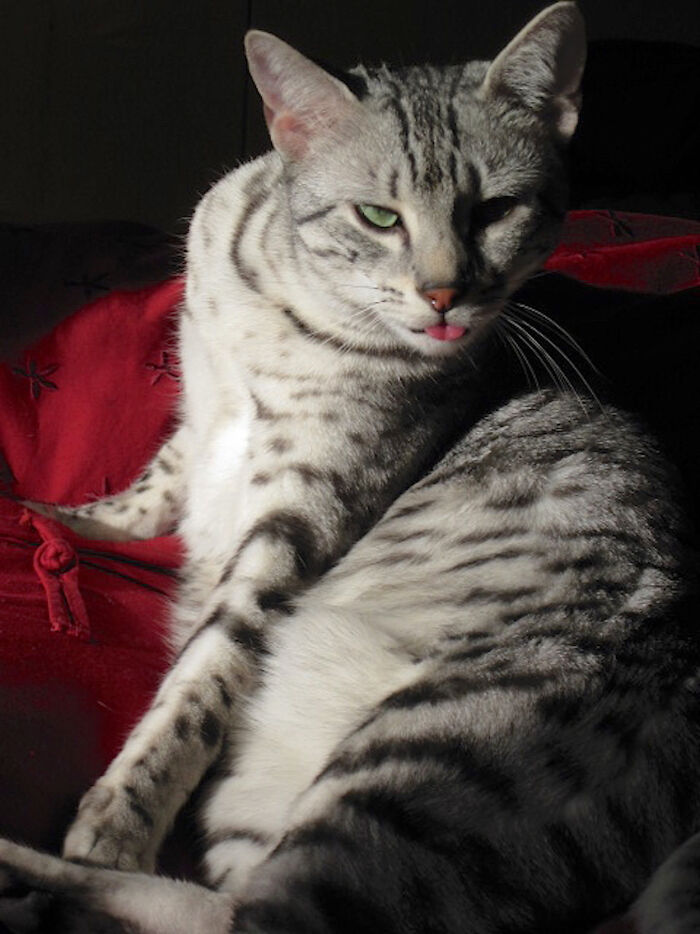 Hey Pandas, Post The Funniest Selfie Of One Of Your Pets Hey Pandas, Post The Funniest Selfie Of One Of Your Pets