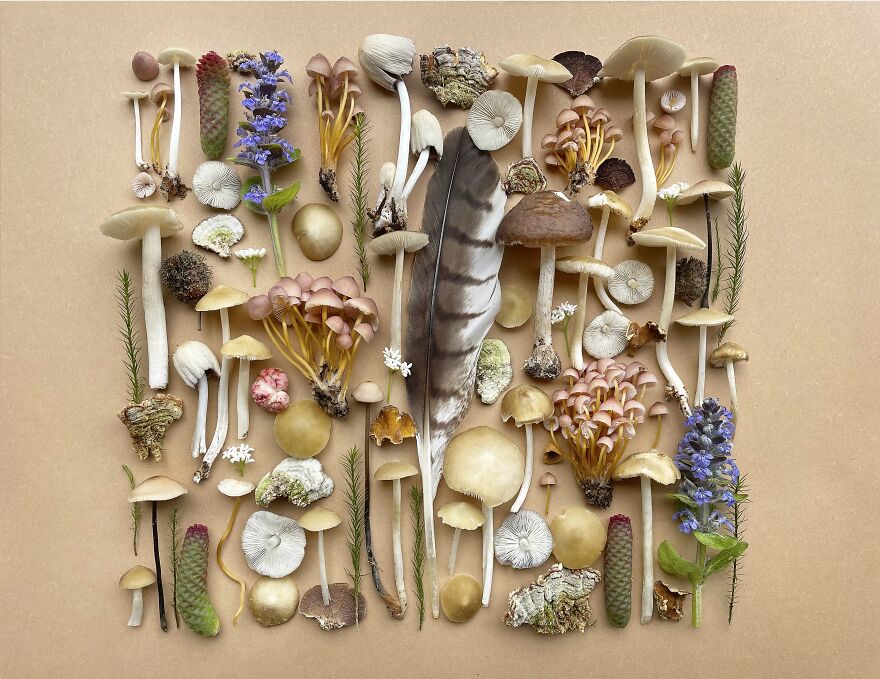 I Create Mushroom Flatlays, And Here Are My 40 Best Photographs Of Them I Create Mushroom Flatlays, And Here Are My 40 Best Photographs Of Them