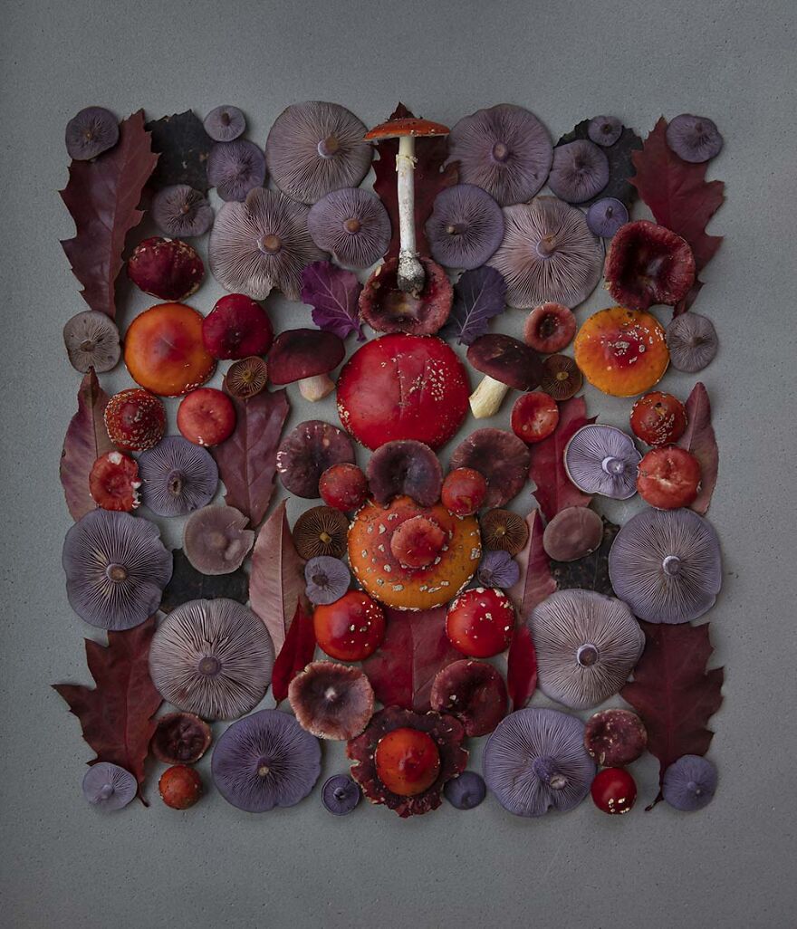 I Create Mushroom Flatlays, And Here Are My 40 Best Photographs Of Them I Create Mushroom Flatlays, And Here Are My 40 Best Photographs Of Them
