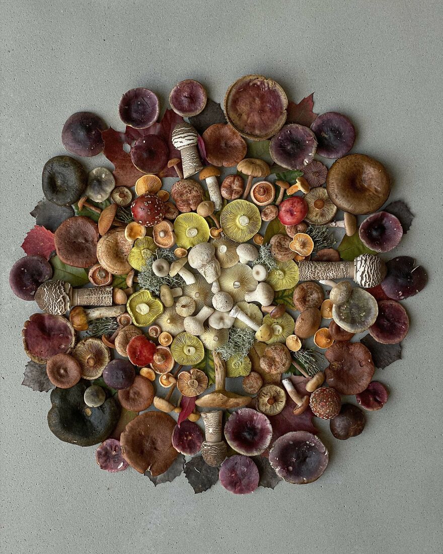 I Create Mushroom Flatlays, And Here Are My 40 Best Photographs Of Them I Create Mushroom Flatlays, And Here Are My 40 Best Photographs Of Them