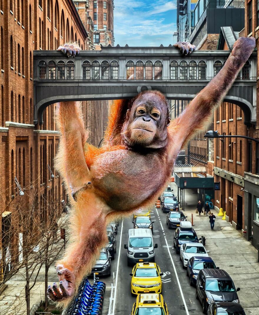 These Artists Create Surreal Photo Edits With Giant Animals In Them (16 Pics) These Artists Create Surreal Photo Edits With Giant Animals In Them (16 Pics)