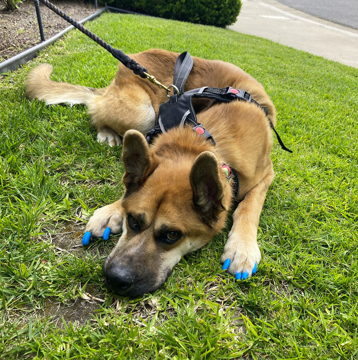 Hey Pandas, Post A Pic Of Your Rescue Or Disabled Animal (Closed) Hey Pandas, Post A Pic Of Your Rescue Or Disabled Animal (Closed)