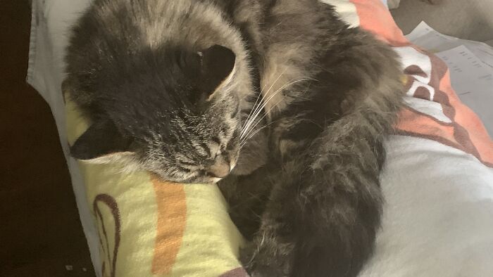 Hey Pandas, Post A Pic Of Your Rescue Or Disabled Animal (Closed) Hey Pandas, Post A Pic Of Your Rescue Or Disabled Animal (Closed)