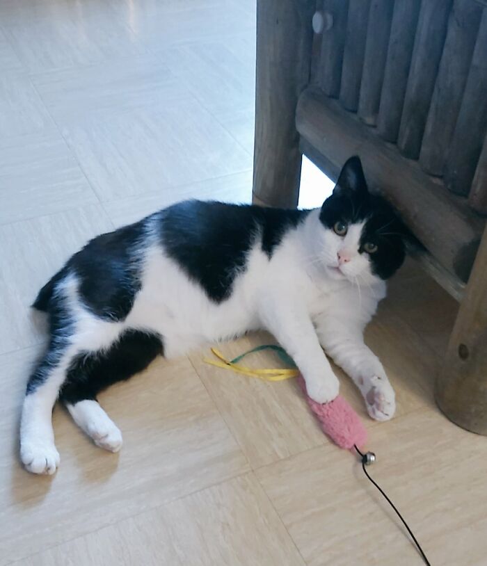 Hey Pandas, Post A Pic Of Your Rescue Or Disabled Animal (Closed) Hey Pandas, Post A Pic Of Your Rescue Or Disabled Animal (Closed)