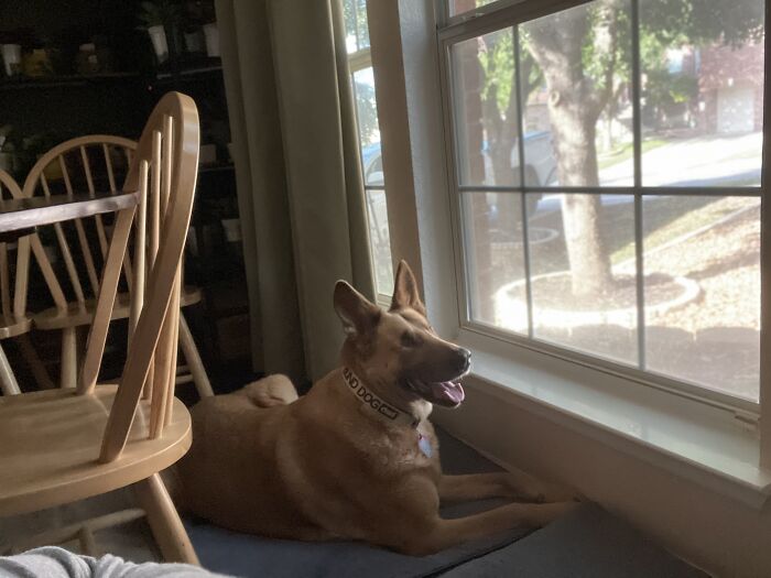 Hey Pandas, Post A Pic Of Your Rescue Or Disabled Animal (Closed) Hey Pandas, Post A Pic Of Your Rescue Or Disabled Animal (Closed)