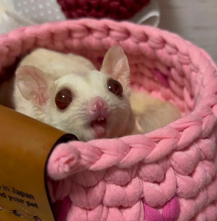 96 Pictures Of Sugar Gliders That Got Us Feeling Love 96 Pictures Of Sugar Gliders That Got Us Feeling Love