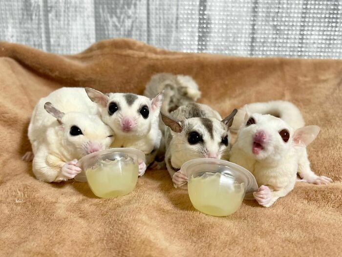 96 Pictures Of Sugar Gliders That Got Us Feeling Love 96 Pictures Of Sugar Gliders That Got Us Feeling Love