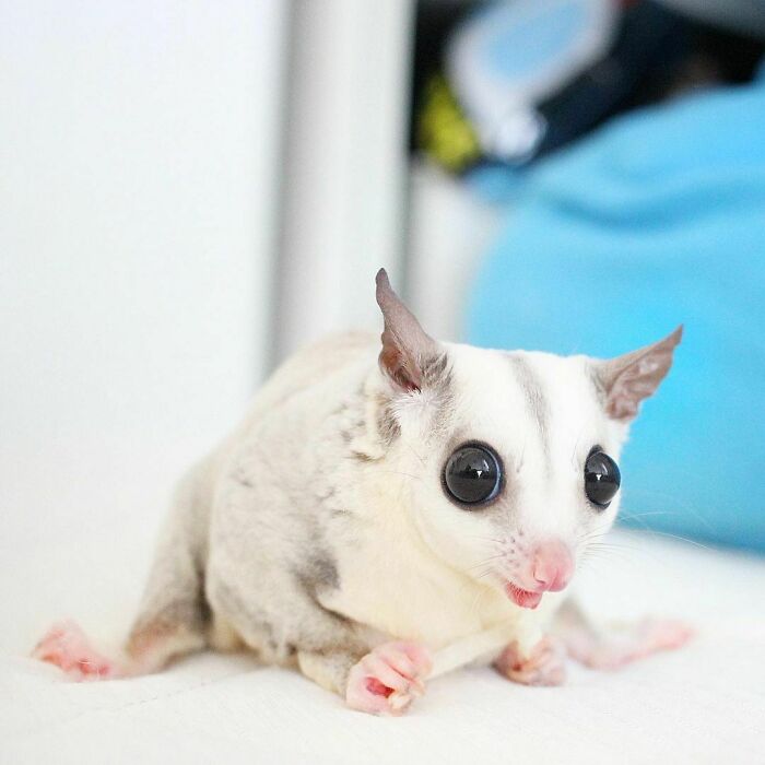 96 Pictures Of Sugar Gliders That Got Us Feeling Love 96 Pictures Of Sugar Gliders That Got Us Feeling Love