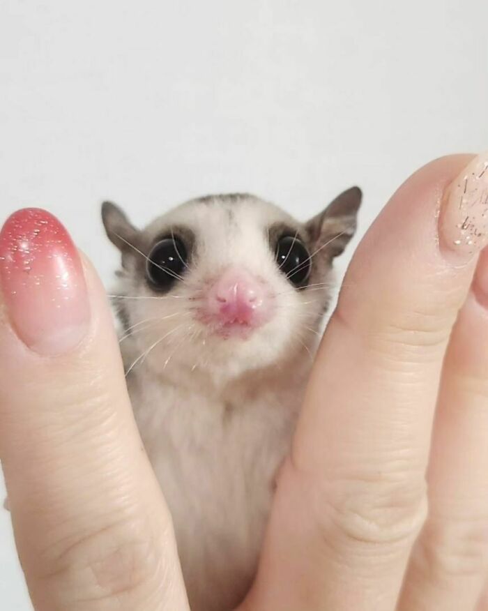 96 Pictures Of Sugar Gliders That Got Us Feeling Love 96 Pictures Of Sugar Gliders That Got Us Feeling Love