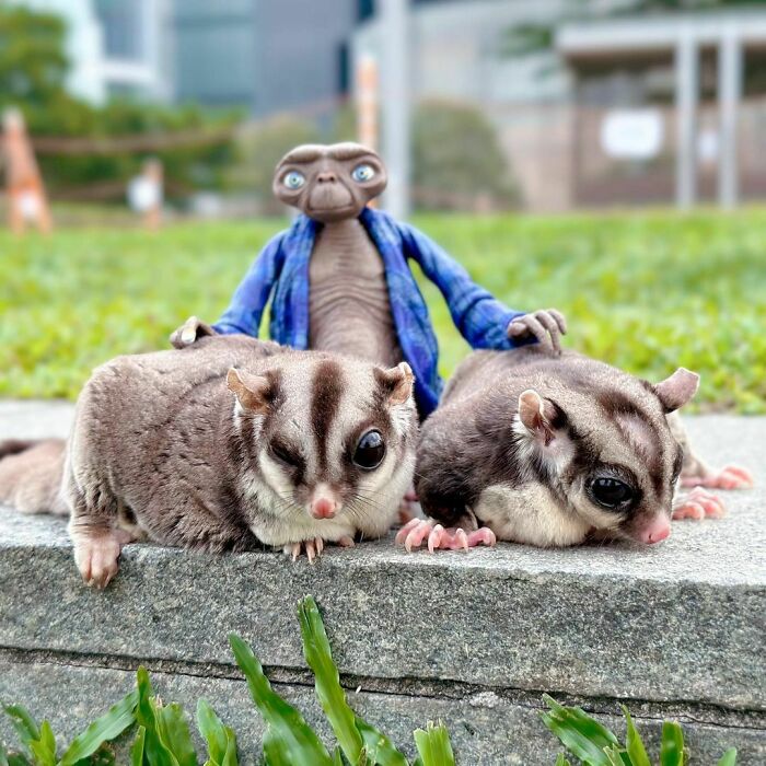 96 Pictures Of Sugar Gliders That Got Us Feeling Love 96 Pictures Of Sugar Gliders That Got Us Feeling Love
