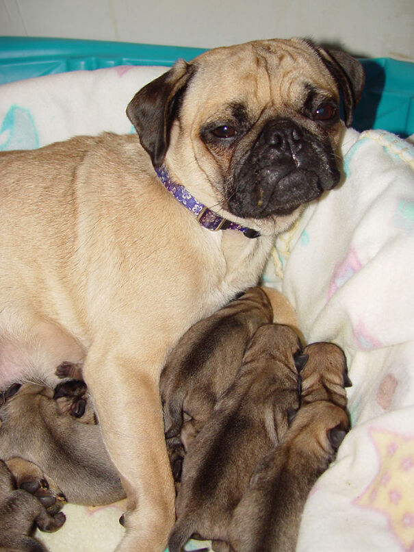 Pug Puppies