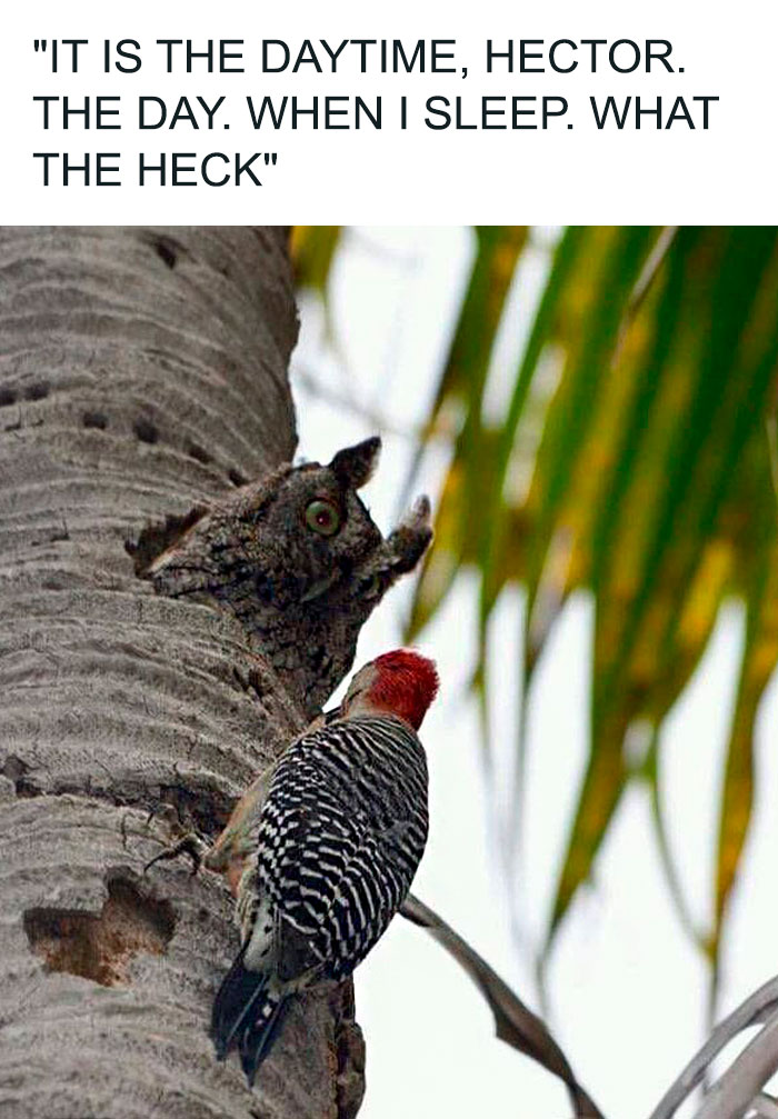 35 Chaotic Avian Memes Shared By “Birds With Threatening Auras” 35 Chaotic Avian Memes Shared By “Birds With Threatening Auras”