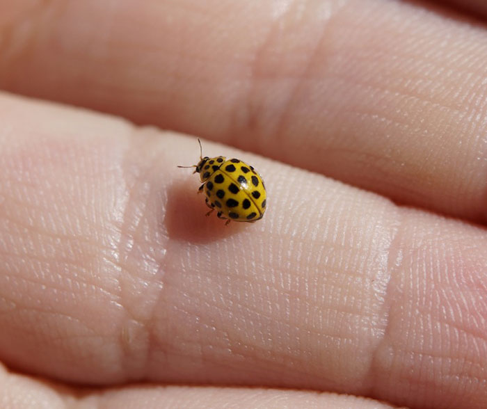Everything You Need to Know About Yellow Ladybug Everything You Need to Know About Yellow Ladybug