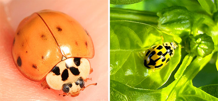 Everything You Need to Know About Yellow Ladybug Everything You Need to Know About Yellow Ladybug