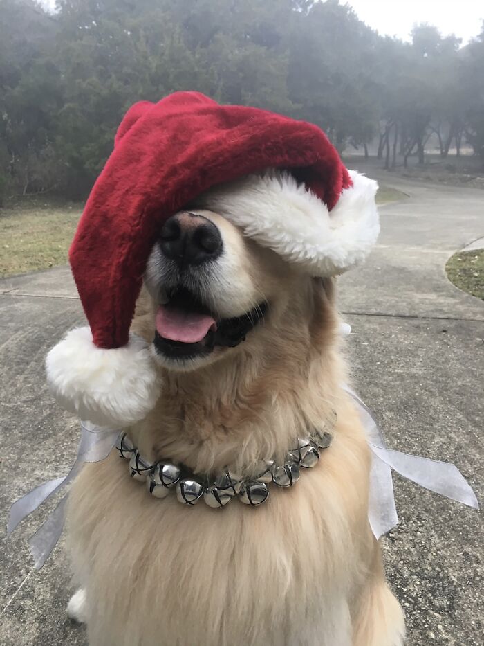 Hey Pandas, Post Adorable Holiday-Themed Pet Photos (Closed)