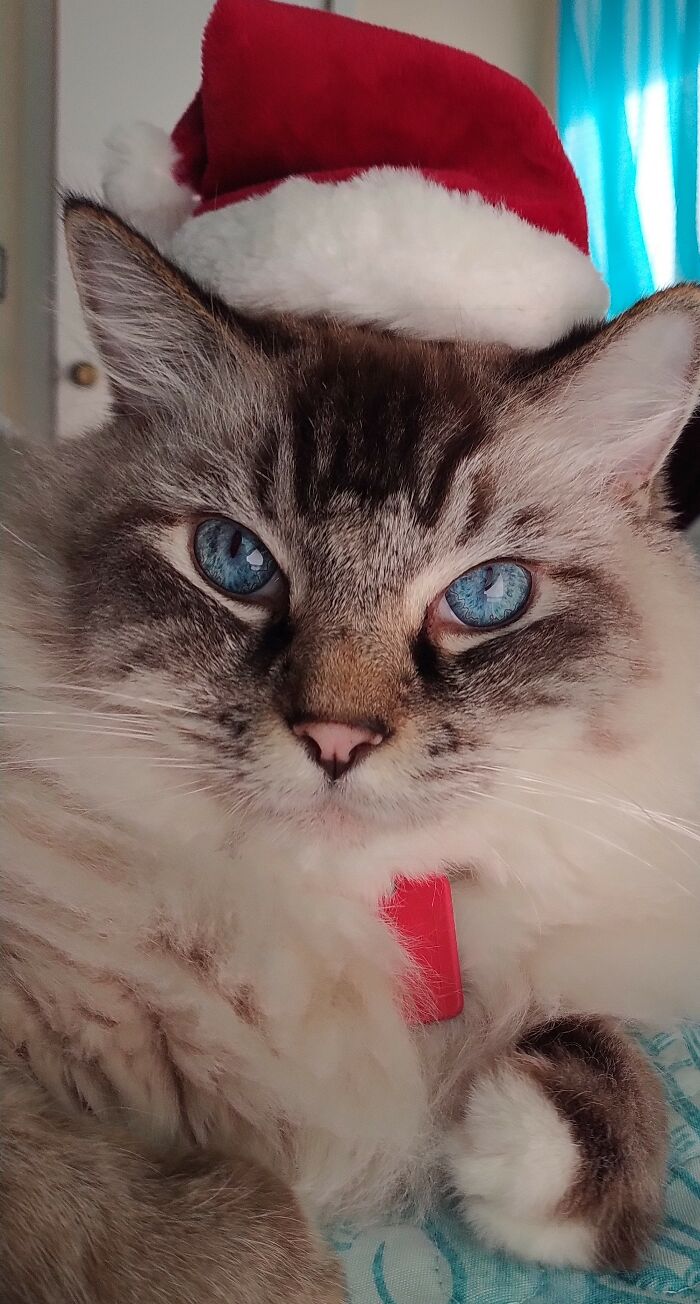 Hey Pandas, Post Adorable Holiday-Themed Pet Photos (Closed) Hey Pandas, Post Adorable Holiday-Themed Pet Photos (Closed)