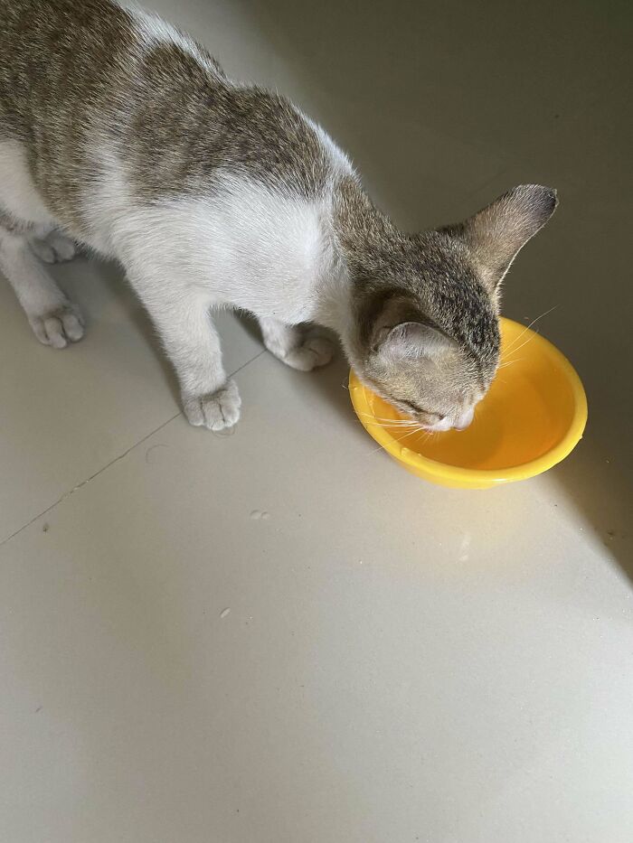 50 Adorable Pets Being Happy To Finally Be Home After Getting Adopted (November Edition) 50 Adorable Pets Being Happy To Finally Be Home After Getting Adopted (November Edition)