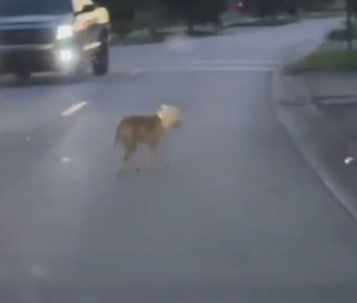 Meet Olivia, A Smart Pup Who Stopped Every Car In Traffic Asking For Help Meet Olivia, A Smart Pup Who Stopped Every Car In Traffic Asking For Help