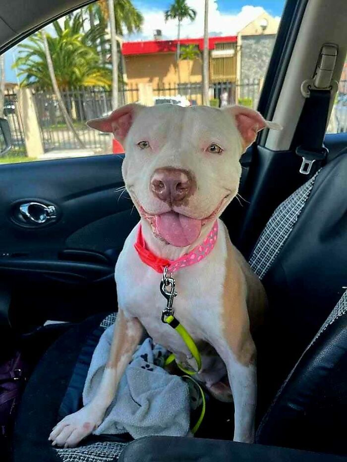 Meet Olivia, A Smart Pup Who Stopped Every Car In Traffic Asking For Help Meet Olivia, A Smart Pup Who Stopped Every Car In Traffic Asking For Help