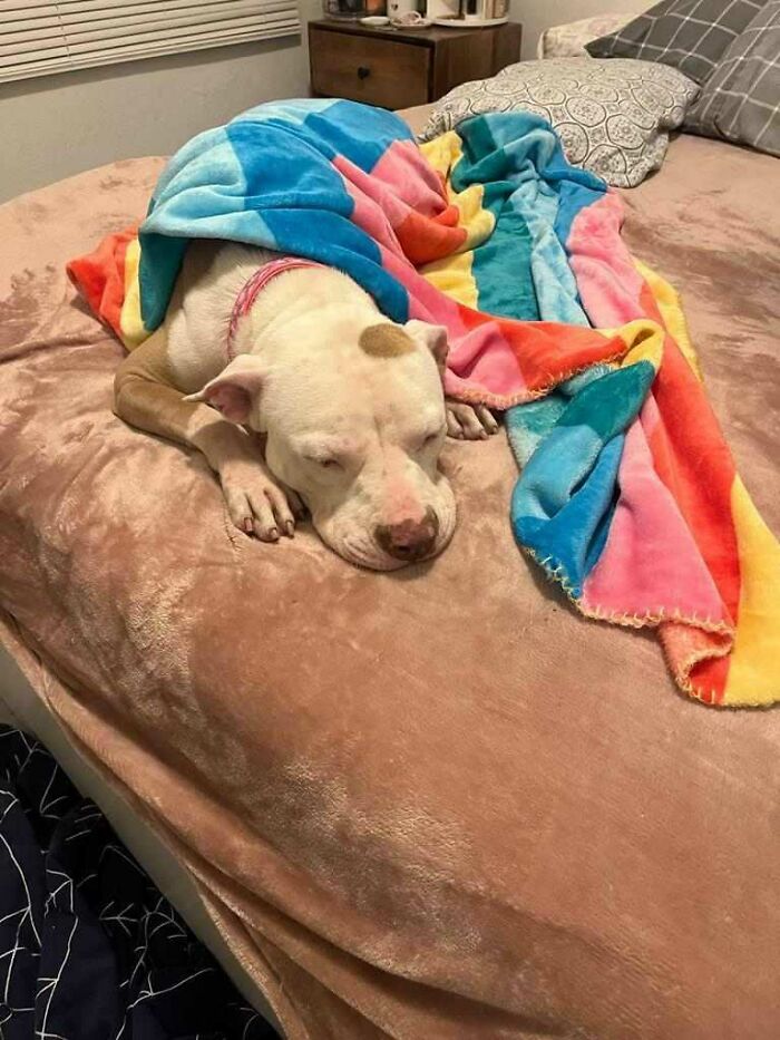 Meet Olivia, A Smart Pup Who Stopped Every Car In Traffic Asking For Help Meet Olivia, A Smart Pup Who Stopped Every Car In Traffic Asking For Help